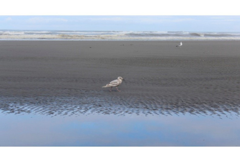 90 Dunes, Ocean Shores, Washington 98569, ,Land,For Sale,Dunes,NWM1857431
