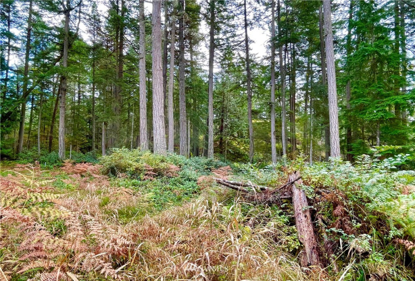 0 Reef Net, Friday Harbor, Washington 98250, ,Land,For Sale,Reef Net,NWM1858180