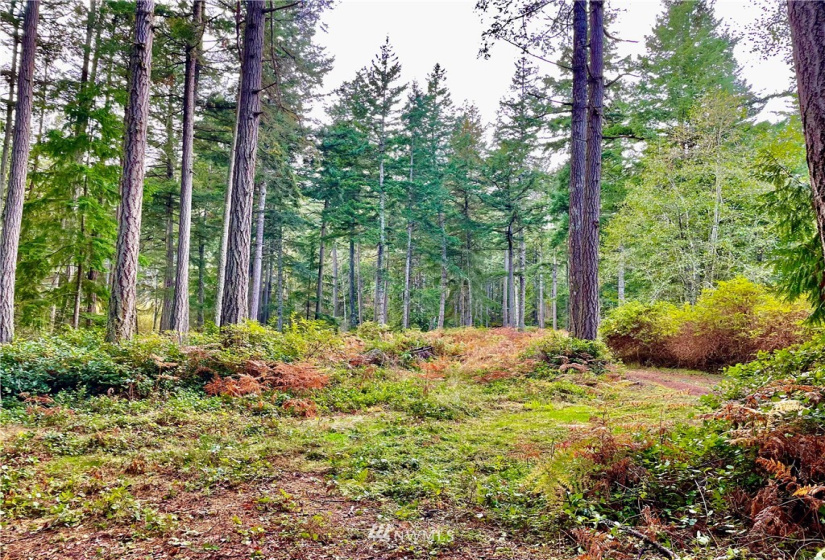 0 Reef Net, Friday Harbor, Washington 98250, ,Land,For Sale,Reef Net,NWM1858180