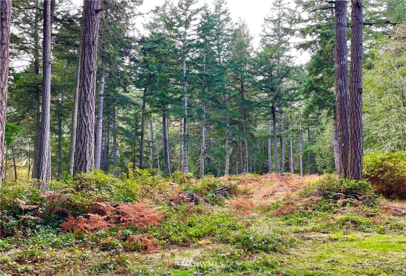 0 Reef Net, Friday Harbor, Washington 98250, ,Land,For Sale,Reef Net,NWM1858180