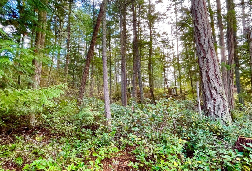 0 Reef Net, Friday Harbor, Washington 98250, ,Land,For Sale,Reef Net,NWM1858180