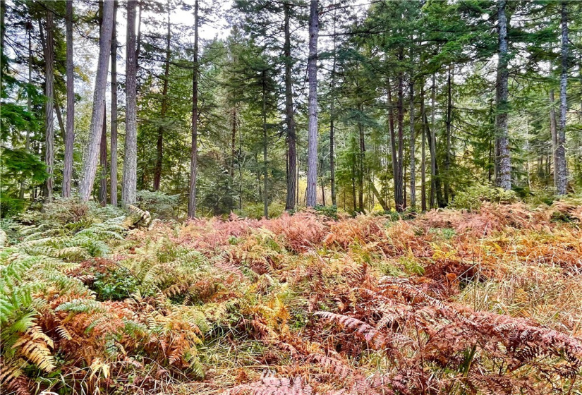 0 Reef Net, Friday Harbor, Washington 98250, ,Land,For Sale,Reef Net,NWM1858180