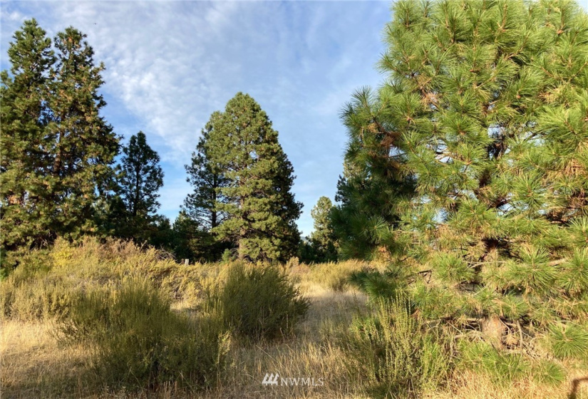 0 Westside, Cle Elum, Washington 98922, ,Land,For Sale,Rodney Dunn Estate,Westside,NWM1857849
