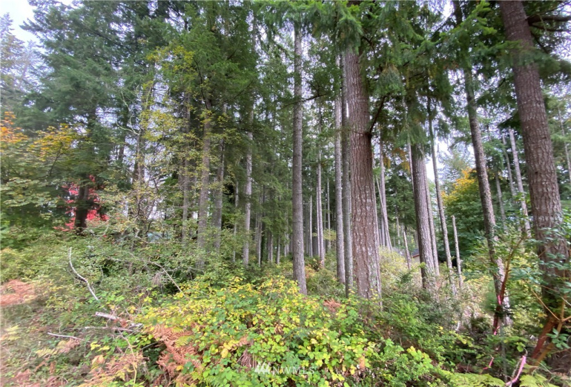 0 191st, Lakebay, Washington 98349, ,Land,For Sale,191st,NWM1858597