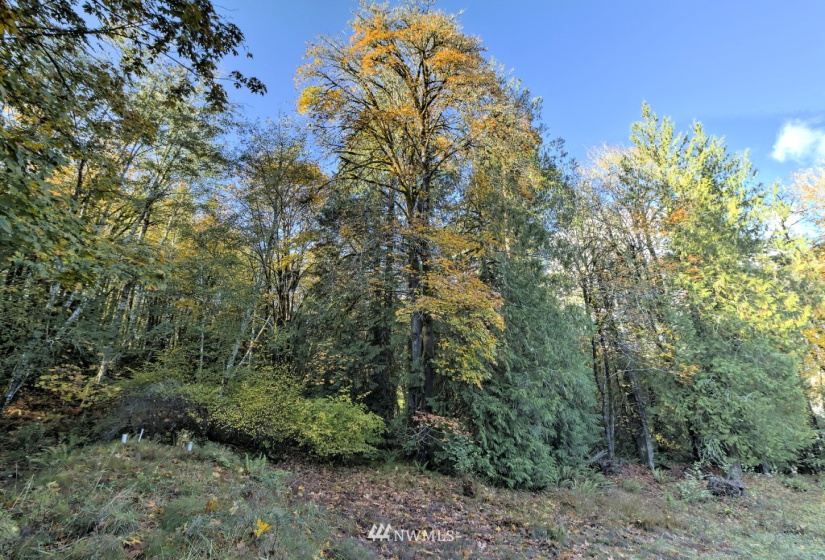 605 Yates, Shelton, Washington 98584, ,Land,For Sale,Yates,NWM1859160