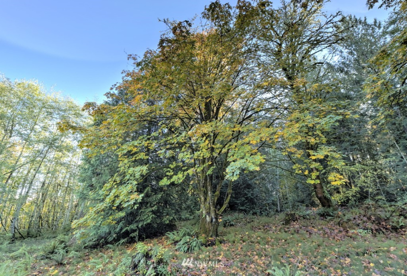 605 Yates, Shelton, Washington 98584, ,Land,For Sale,Yates,NWM1859160