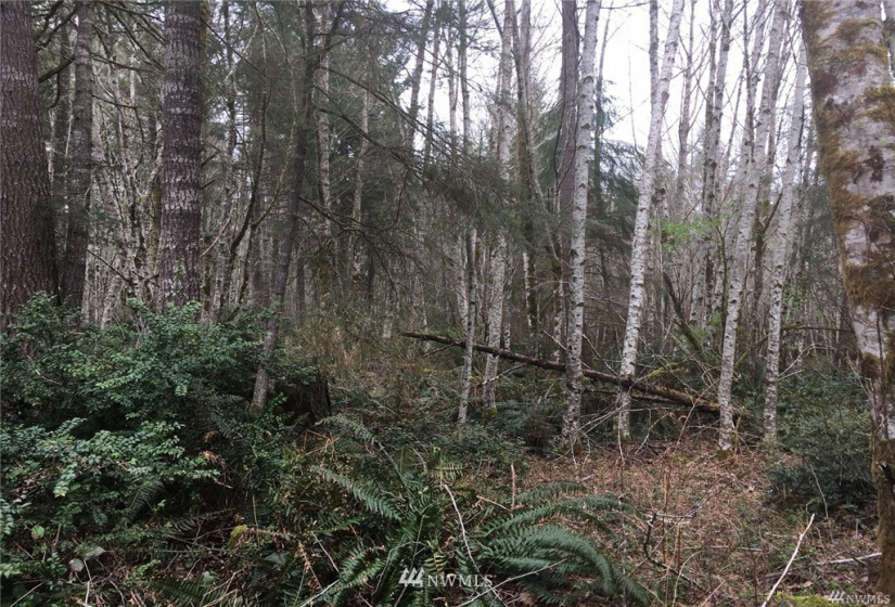 0 144th, Gig Harbor, Washington 98329, ,Land,For Sale,144th,NWM1859418