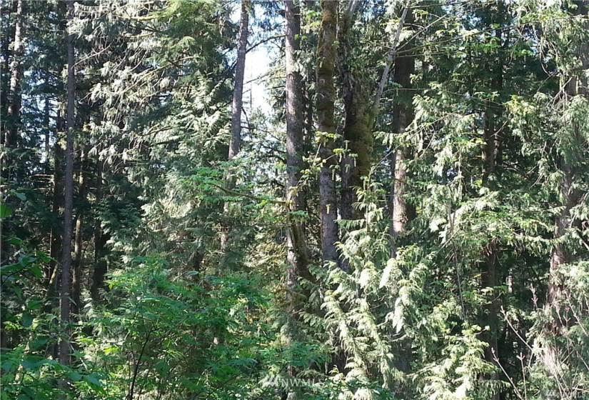 0 0 Bergan, Granite Falls, Washington 98252, ,Land,For Sale,Bergan,NWM1851765