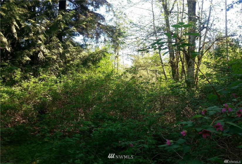 0 0 Bergan, Granite Falls, Washington 98252, ,Land,For Sale,Bergan,NWM1851765