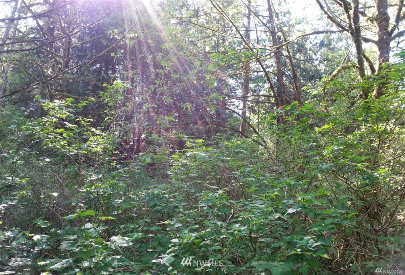 0 0 Bergan, Granite Falls, Washington 98252, ,Land,For Sale,Bergan,NWM1851765