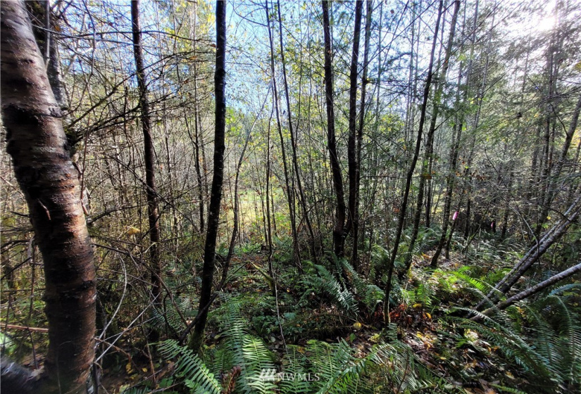 0 xxx Ray, Elma, Washington 98541, ,Land,For Sale,Ray,NWM1859424