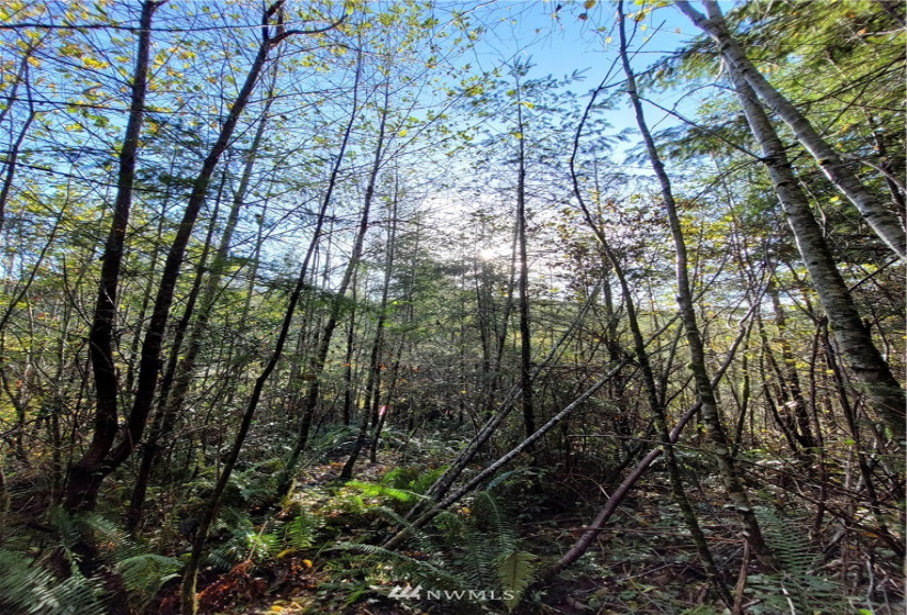 0 xxx Ray, Elma, Washington 98541, ,Land,For Sale,Ray,NWM1859424