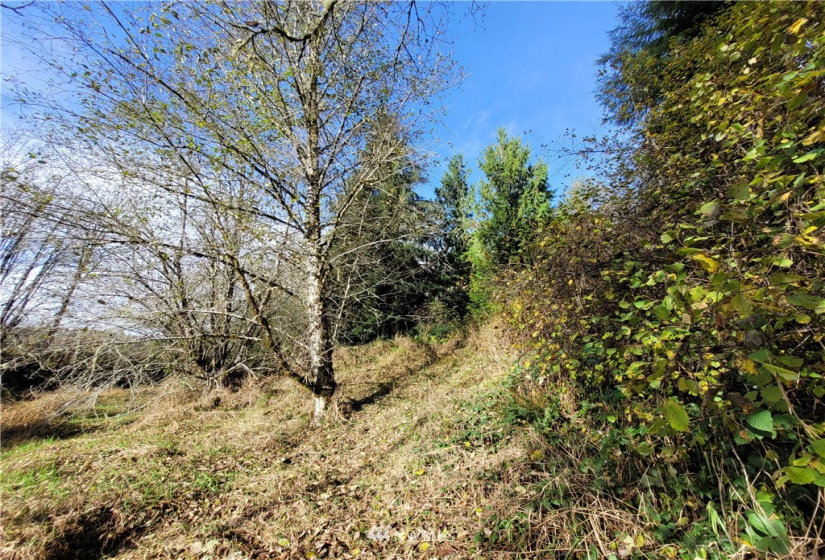 0 xxx Ray, Elma, Washington 98541, ,Land,For Sale,Ray,NWM1859424