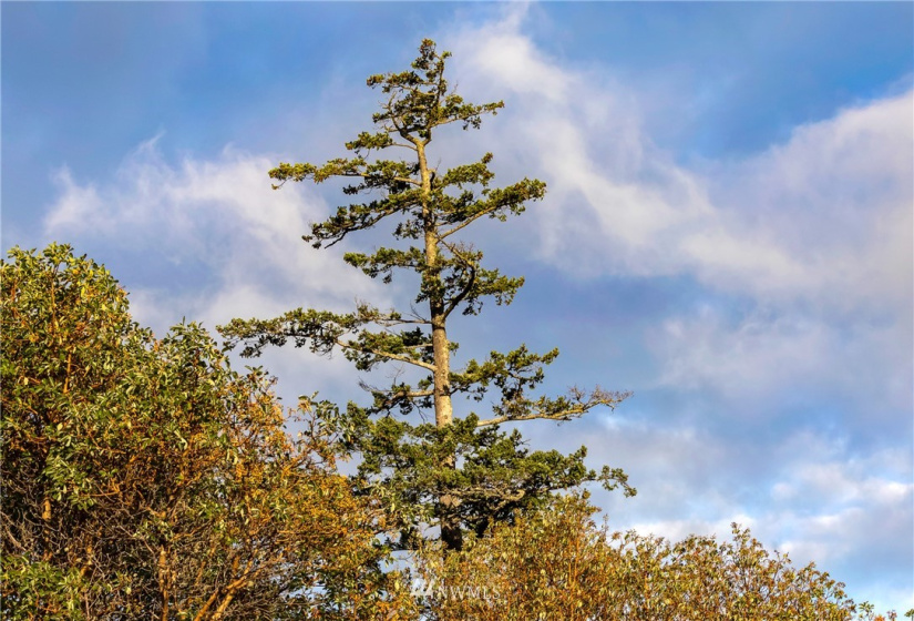 185 Lucky, Friday Harbor, Washington 98250, ,Land,For Sale,Lucky,NWM1854850