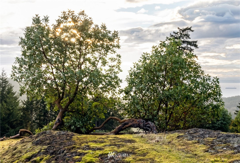 185 Lucky, Friday Harbor, Washington 98250, ,Land,For Sale,Lucky,NWM1854850