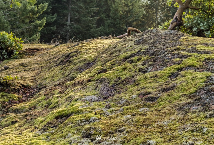 185 Lucky, Friday Harbor, Washington 98250, ,Land,For Sale,Lucky,NWM1854850