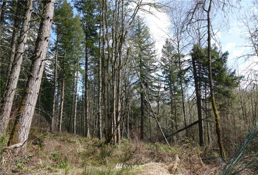 1 408th, Roy, Washington 98328, ,Land,For Sale,Tule Lake,408th,NWM1859905