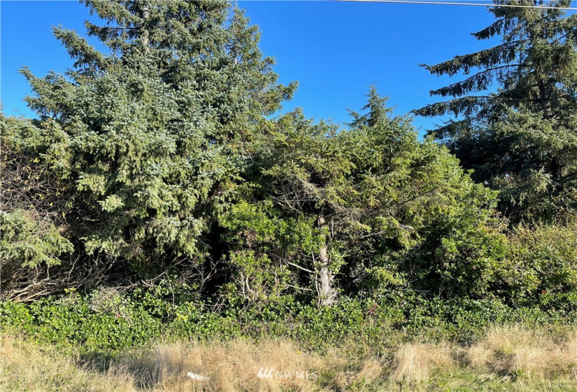 466 Point Brown, Ocean Shores, Washington 98569, ,Land,For Sale,3,Point Brown,NWM1861667