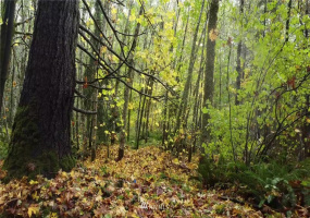 0 Rendsland Creek, Tahuya, Washington 98588, ,Land,For Sale,Rendsland Creek,NWM1858779
