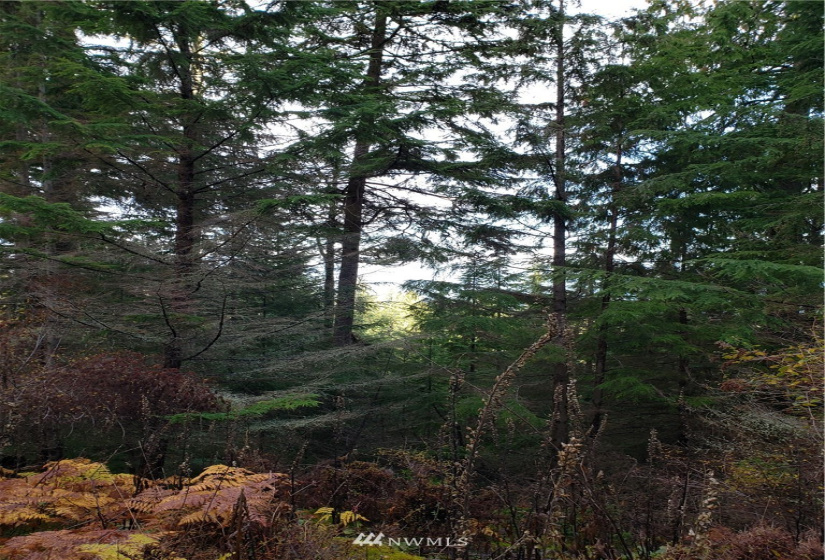 815 Twin Lakes, Orcas Island, Washington 98245, ,Land,For Sale,Pritchett Short Plat,Twin Lakes,NWM1860649