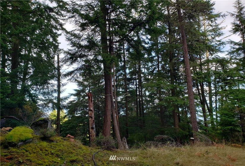 815 Twin Lakes, Orcas Island, Washington 98245, ,Land,For Sale,Pritchett Short Plat,Twin Lakes,NWM1860649