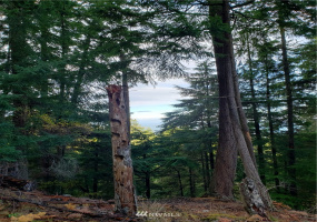 815 Twin Lakes, Orcas Island, Washington 98245, ,Land,For Sale,Pritchett Short Plat,Twin Lakes,NWM1860649