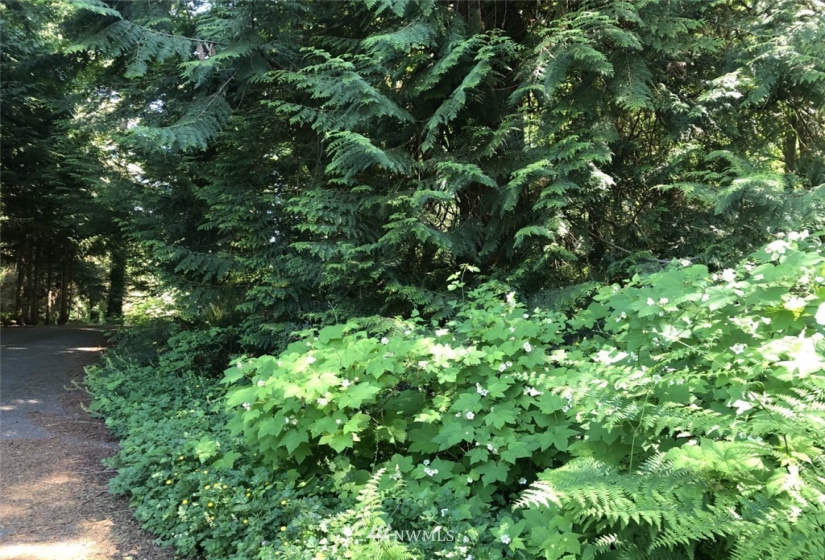 6222 98th, Tulalip, Washington 98271, ,Land,For Sale,98th,NWM1862241