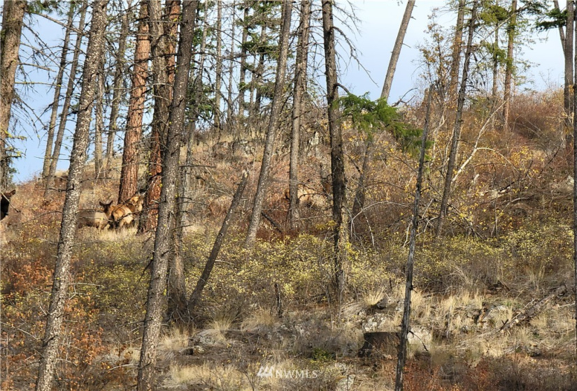 0 Blue Creek, Chewelah, Washington 99109, ,Land,For Sale,Blue Creek,NWM1862288