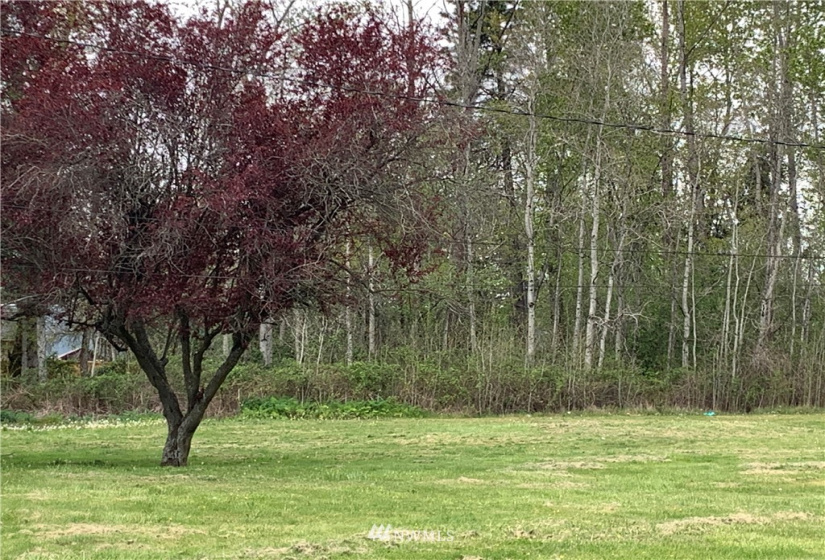 14916 113th, Gig Harbor, Washington 98329, ,Land,For Sale,113th,NWM1863593