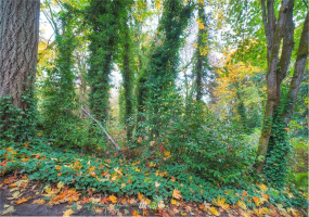 15 1078A Sunrise, Bainbridge Island, Washington 98110, ,Land,For Sale,Sunrise,NWM1858701