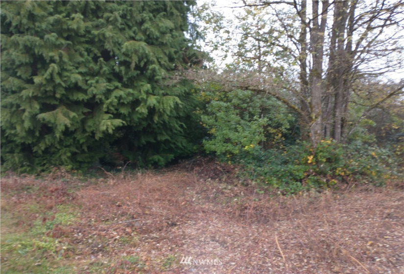 213 Nelson, Winlock, Washington 98596, ,Land,For Sale,Nelson,NWM1864041