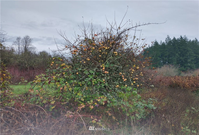 213 Nelson, Winlock, Washington 98596, ,Land,For Sale,Nelson,NWM1864041