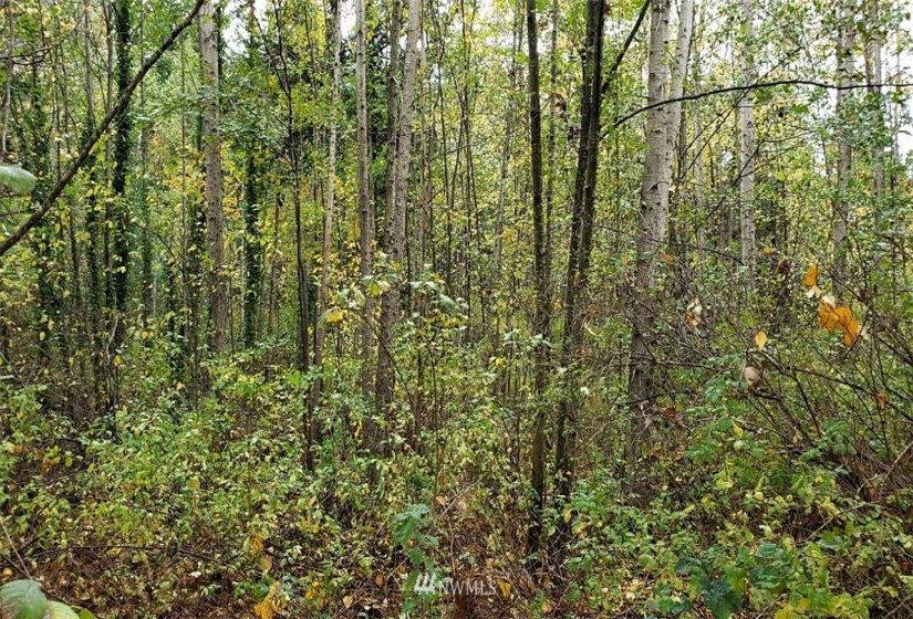 0 14th St., Blaine, Washington 98230, ,Land,For Sale,Blaine Land Cos Add To Blaine,14th St.,NWM1864373