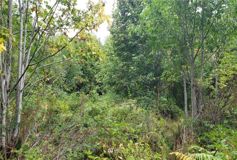 233 XX 197th, Orting, Washington 98360, ,Land,For Sale,197th,NWM1864680