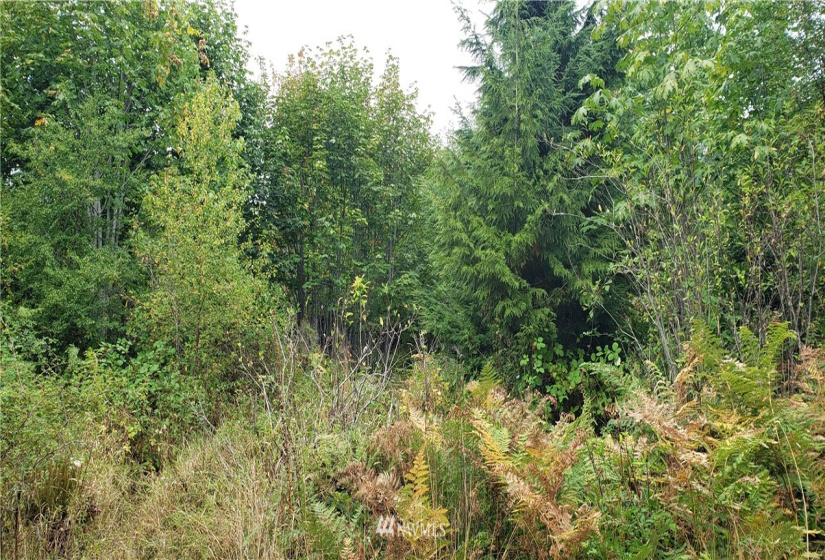233 XX 197th, Orting, Washington 98360, ,Land,For Sale,197th,NWM1864680