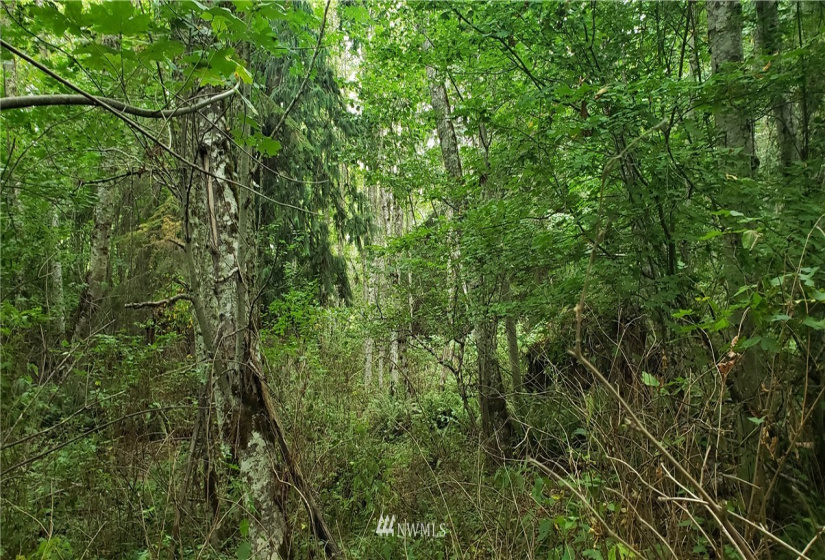 233 XX 197th, Orting, Washington 98360, ,Land,For Sale,197th,NWM1864680