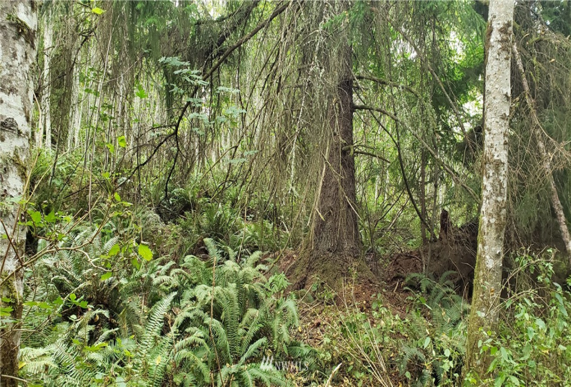 233 XX 197th, Orting, Washington 98360, ,Land,For Sale,197th,NWM1864680