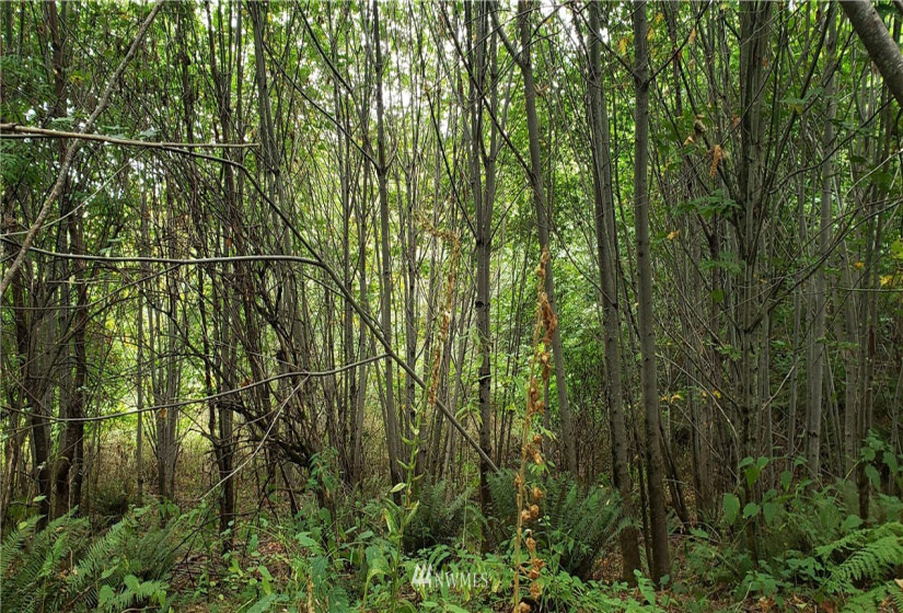 233 XX 197th, Orting, Washington 98360, ,Land,For Sale,197th,NWM1864680