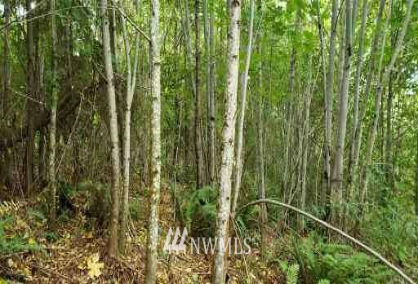 234 XX 197th, Orting, Washington 98360, ,Land,For Sale,197th,NWM1864681