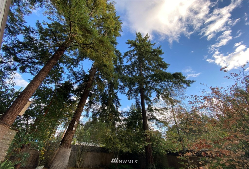 23808 101st, Edmonds, Washington 98020, 4 Bedrooms Bedrooms, ,2 BathroomsBathrooms,Residential,For Sale,Woodhaven,101st,NWM1864552