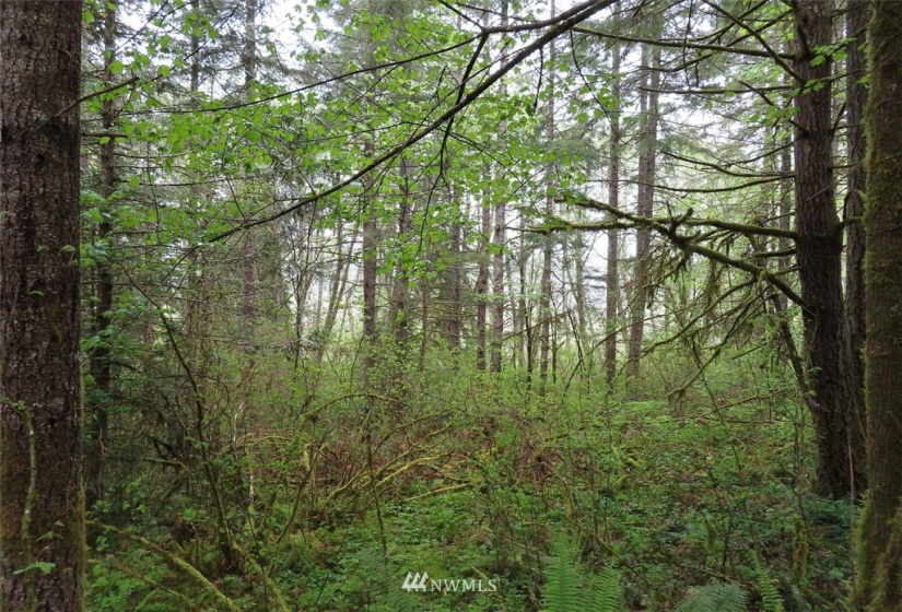 0 Lot 3 State Route 6, Chehalis, Washington 98532, ,Land,For Sale,State Route 6,NWM1865037