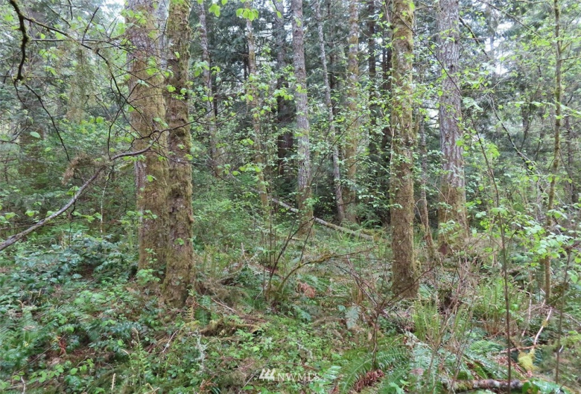 0 Lot 3 State Route 6, Chehalis, Washington 98532, ,Land,For Sale,State Route 6,NWM1865037