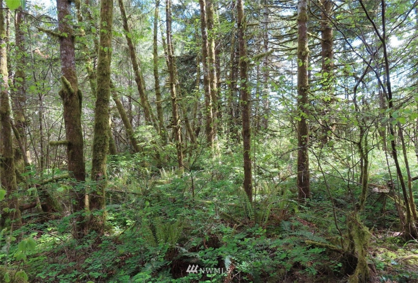 0 Lot 3 State Route 6, Chehalis, Washington 98532, ,Land,For Sale,State Route 6,NWM1865037