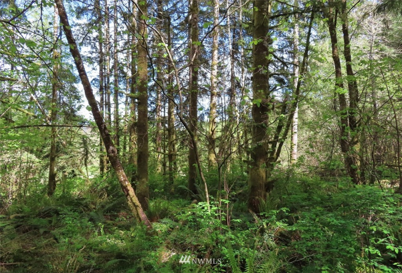 0 Lot 3 State Route 6, Chehalis, Washington 98532, ,Land,For Sale,State Route 6,NWM1865037