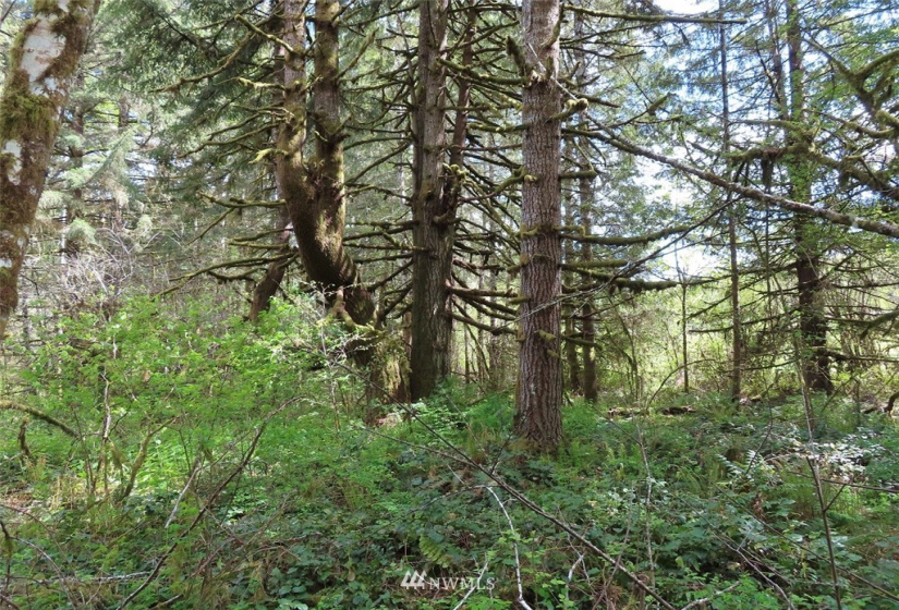 0 Lot 3 State Route 6, Chehalis, Washington 98532, ,Land,For Sale,State Route 6,NWM1865037