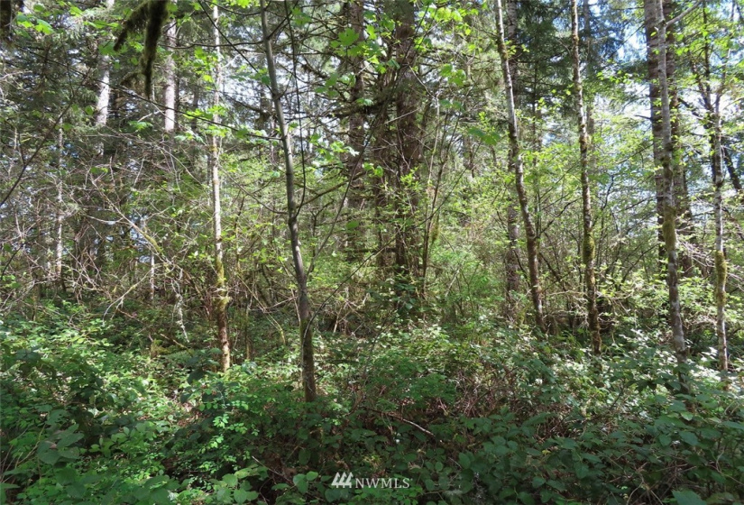 0 Lot 3 State Route 6, Chehalis, Washington 98532, ,Land,For Sale,State Route 6,NWM1865037