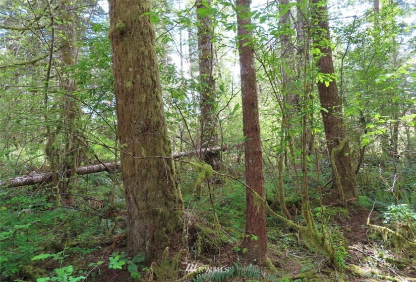 0 Lot 3 State Route 6, Chehalis, Washington 98532, ,Land,For Sale,State Route 6,NWM1865037