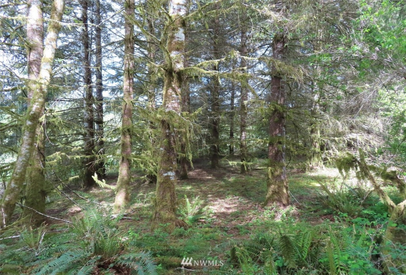 0 Lot 3 State Route 6, Chehalis, Washington 98532, ,Land,For Sale,State Route 6,NWM1865037