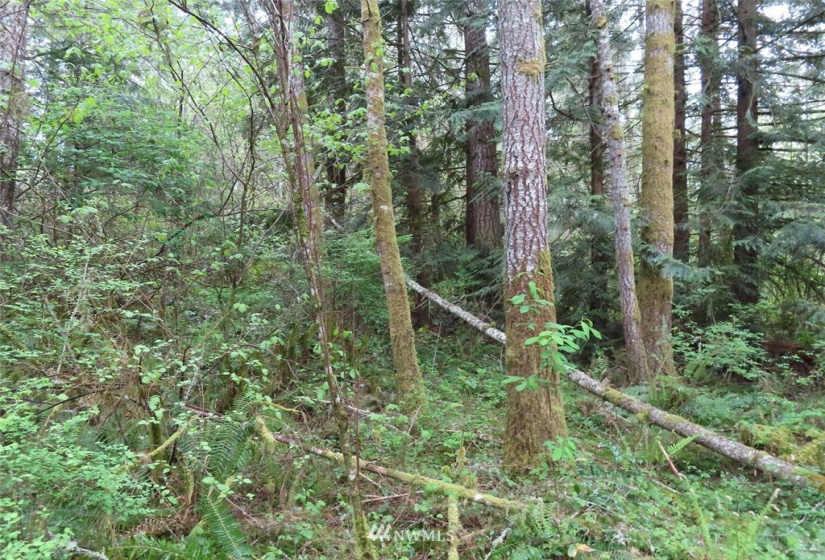 0 Lot 3 State Route 6, Chehalis, Washington 98532, ,Land,For Sale,State Route 6,NWM1865037