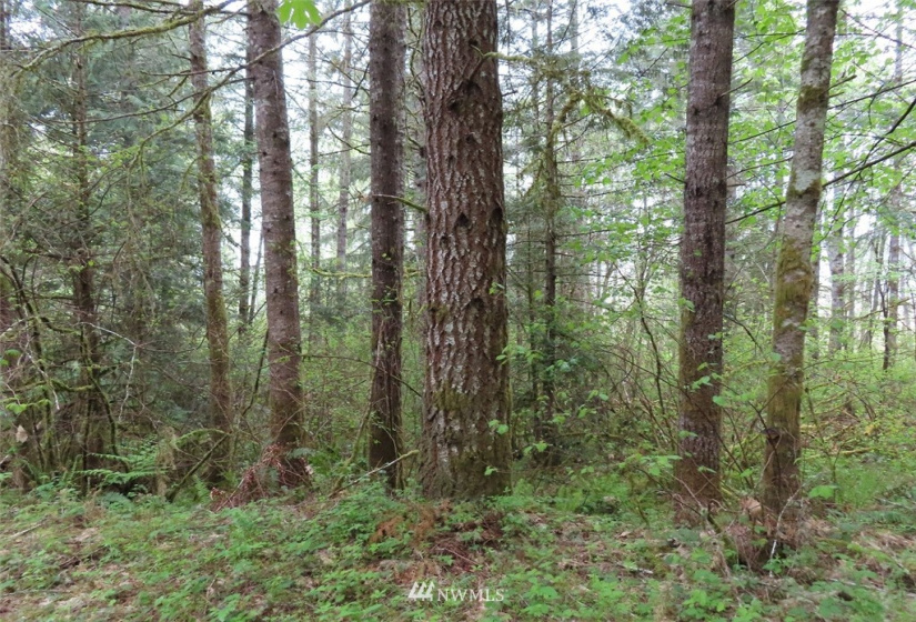 0 Lot 3 State Route 6, Chehalis, Washington 98532, ,Land,For Sale,State Route 6,NWM1865037